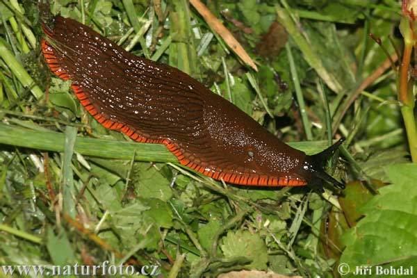 Spanish slug Spanish Slug Pictures Spanish Slug Images NaturePhoto