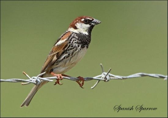 Spanish sparrow Spanish Sparrow BirdForum Opus
