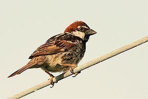 Spanish sparrow Spanish sparrow Wikipedia