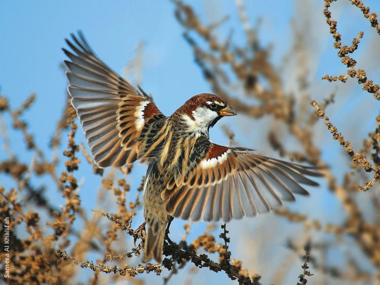 Spanish sparrow wwwkuwaitbirdsorgsitesdefaultfilesstyleslar