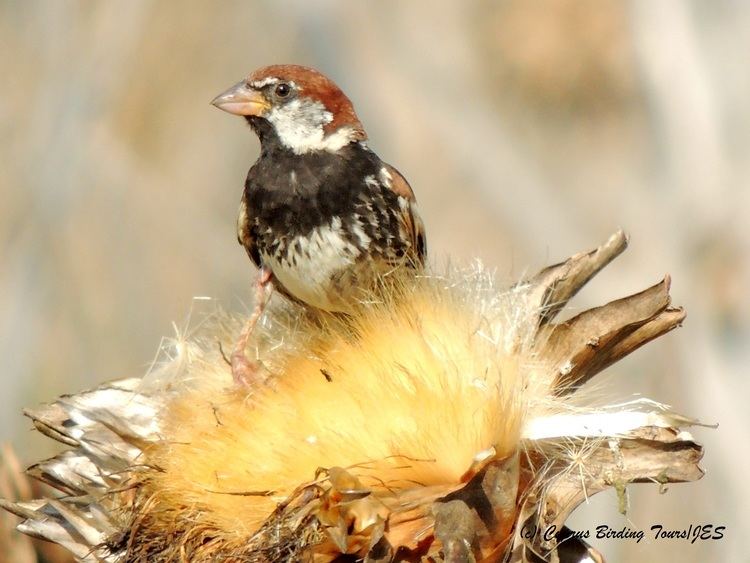 Spanish sparrow Spanish Sparrow Cyprus Birding Tours