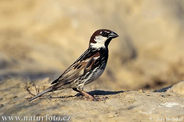 Spanish sparrow Spanish Sparrow Pictures Spanish Sparrow Images NaturePhoto