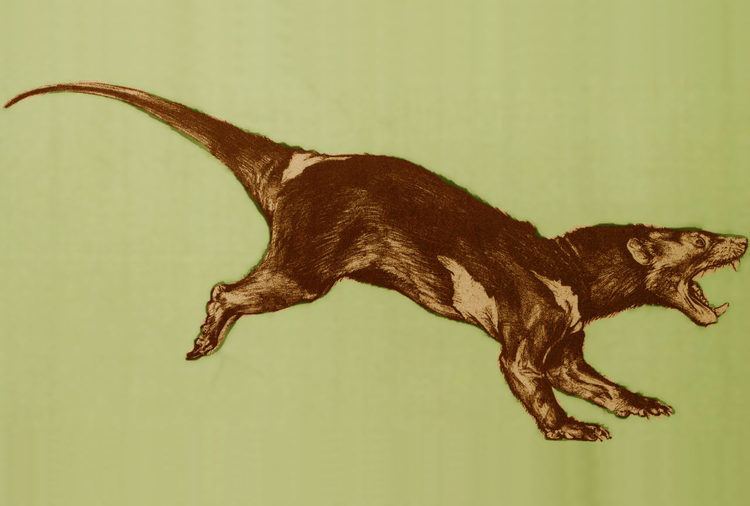 Sparassodonta New Sparassodont Discovered in Bolivia Paleontology SciNewscom