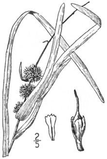 Sparganium americanum httpsuploadwikimediaorgwikipediacommonsthu