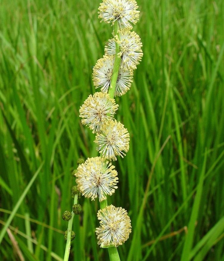 Sparganium Sparganium eurycarpum great burreed Go Botany