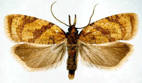 Sparganothis www2nrmseensvenskafjarilarsimagessparganot