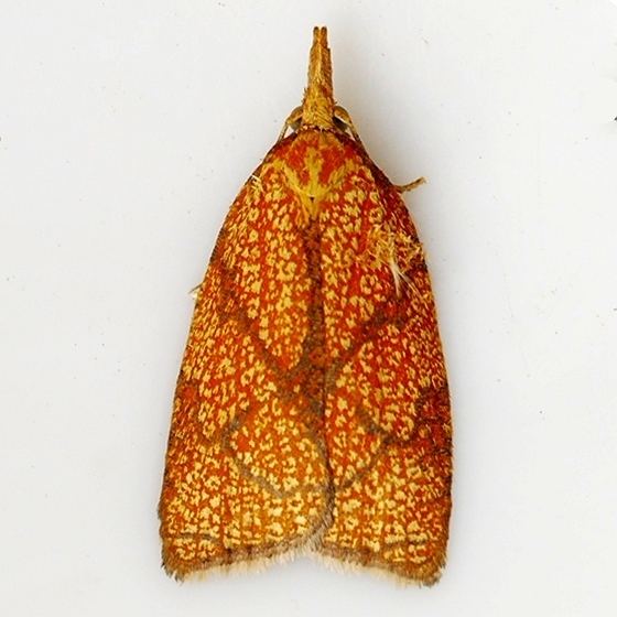 Sparganothis reticulatana
