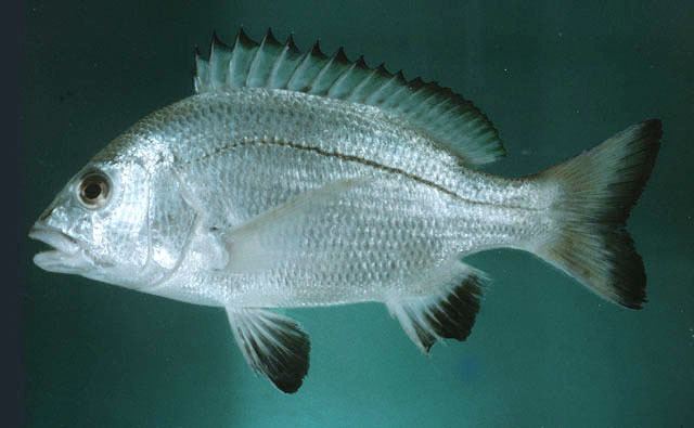 Sparidae Fish Identification