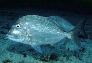 Sparidae Sparidae Porgies Discover Life