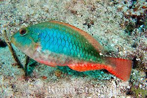 Sparisoma Redband Parrotfish Sparisoma aurofrenatum