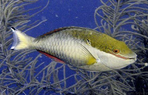 Sparisoma Sparisoma aurofrenatum Redband parrotfish