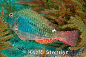 Sparisoma aurofrenatum wwwmarinelifephotographycomfishesparrotfishes