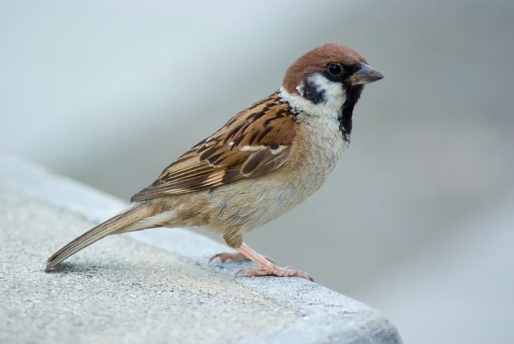 Sparrow Sparrow Simple English Wikipedia the free encyclopedia