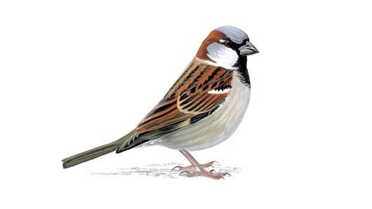 Sparrow The RSPB House sparrow