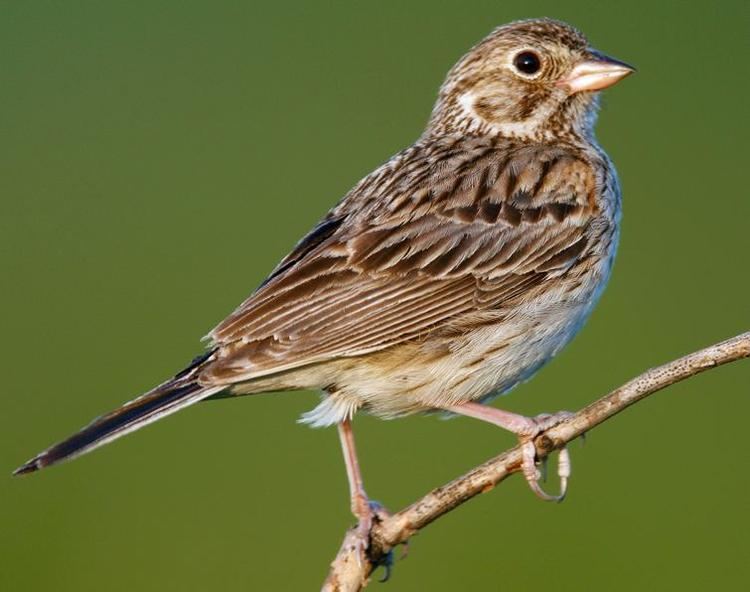 Sparrow sparrowjpg