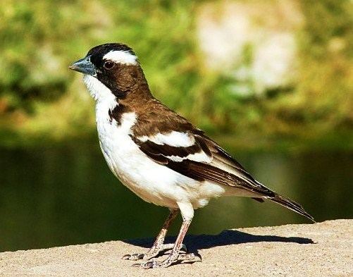 Sparrow-weaver Birds of the World Whitebrowed sparrowweaver