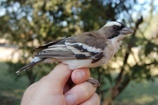 Sparrow-weaver WeaveResearch Unit Home