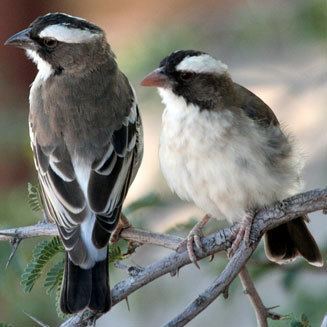 Sparrow-weaver mahali Whitebrowed sparrowweaver
