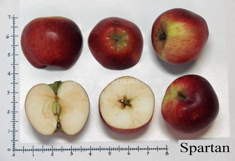 Spartan (apple) How to identify the Spartan apple variety