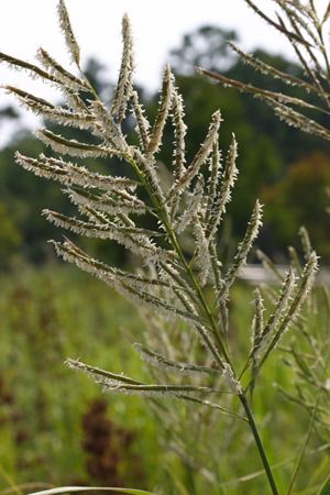 Spartina cynosuroides Digital Atlas of the Virginia Flora Spartina cynosuroides L Roth