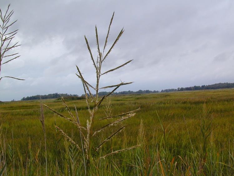 Spartina cynosuroides Pinelands Nursery Spartina cynosuroides Big Cordgrass