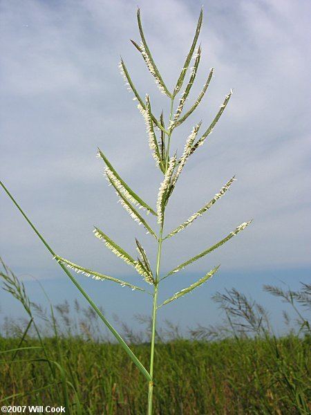 Spartina cynosuroides Spartina cynosuroides Giant Cordgrass