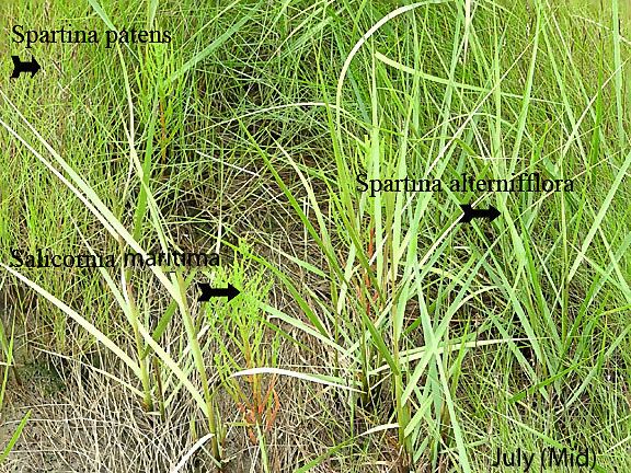 Spartina patens Spartina patens Zone 3 Salt Water Marshes in MidCoast Maine