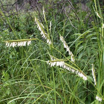 Spartina pectinata Spartinapectinata1jpg