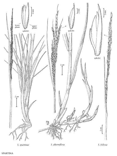 Spartina spartinae Gulf Cordgrass Spartina spartinae