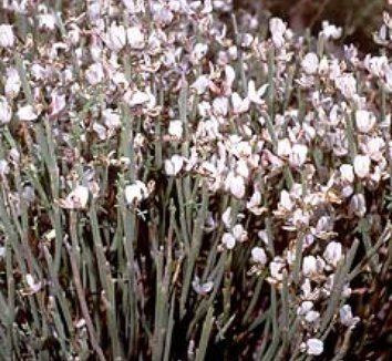 Spartocytisus supranubius Spartocytisus supranubius Teide Broom plant lust