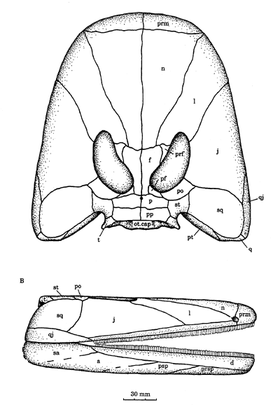 Spathicephalus palaeoscomvertebratestetrapodaimagesSpathicep