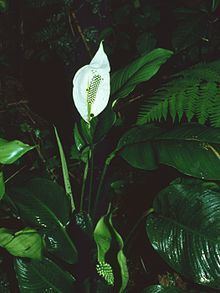 Spathiphyllum montanum httpsuploadwikimediaorgwikipediacommonsthu