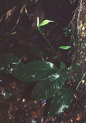 Spathiphyllum silvicola httpsuploadwikimediaorgwikipediacommonsthu