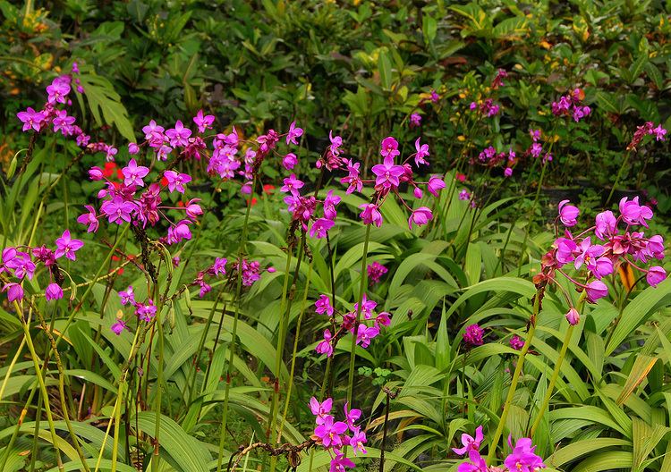 Spathoglottis plicata how to grow and care ground orchid spathoglottis plicata purple