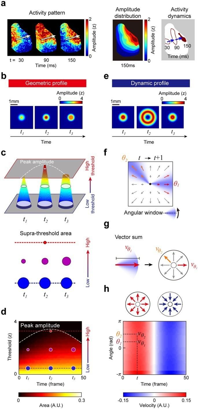 Classification of Spatiotemporal Neural Activity Patterns in Brain Imaging  Data | Scientific Reports