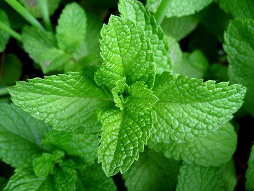 Spearmint How To Grow Spearmint amp Peppermint Herb Gardening Guide