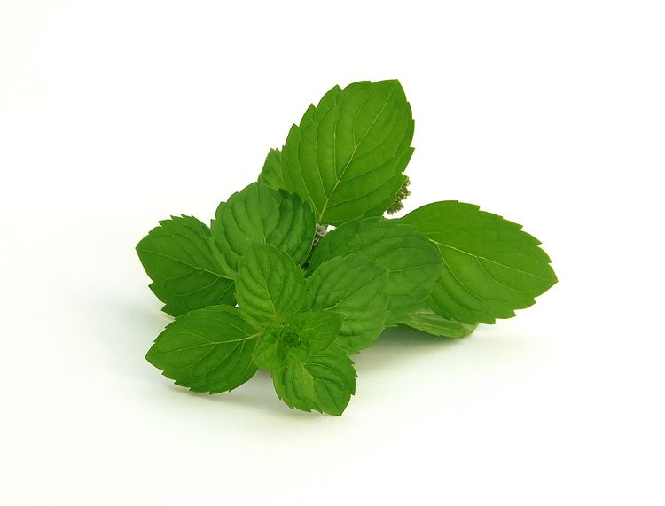 Spearmint - Wikipedia