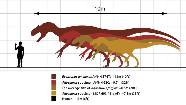 Species of Allosaurus