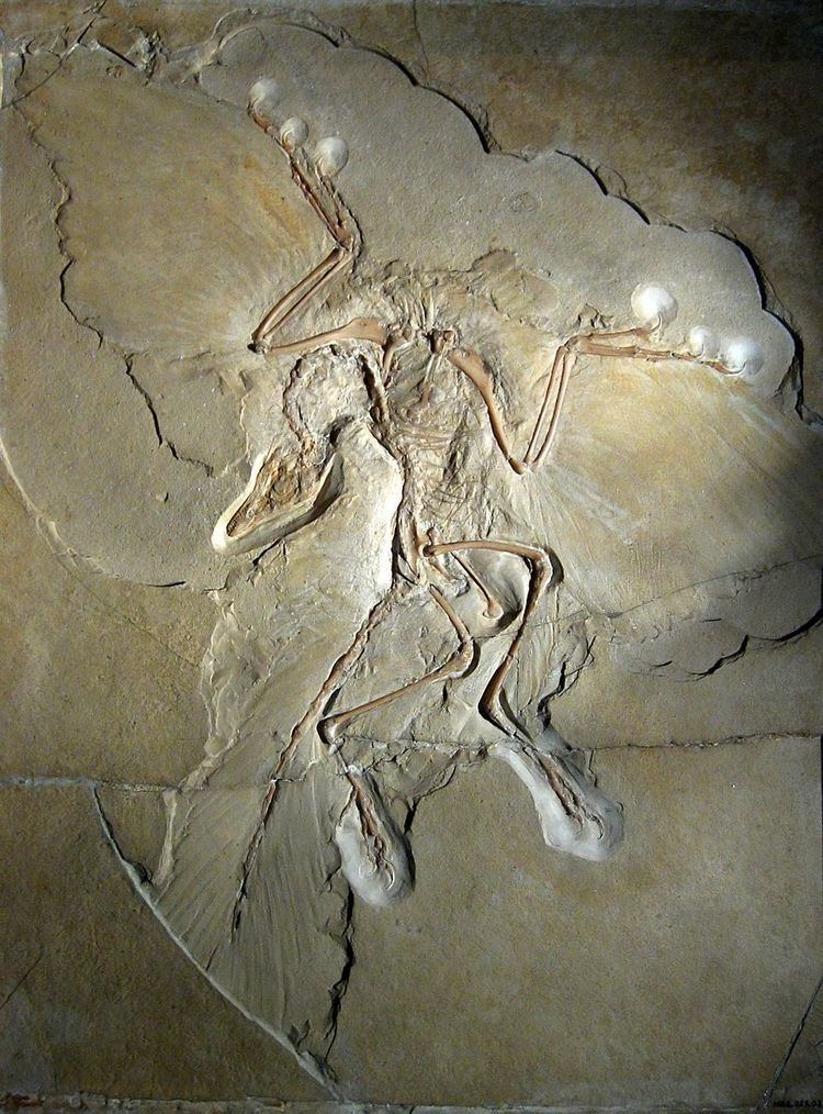 Specimens of Archaeopteryx