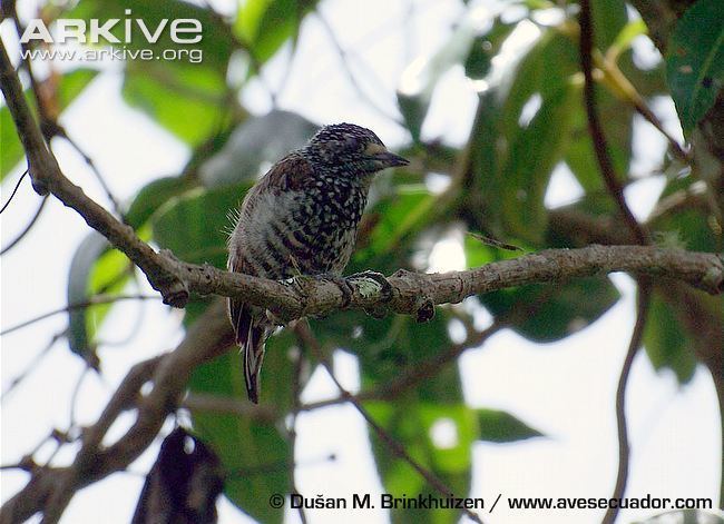 Speckle-chested piculet Specklechested piculet videos photos and facts Picumnus