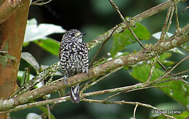 Speckle-chested piculet Specklechested Piculet