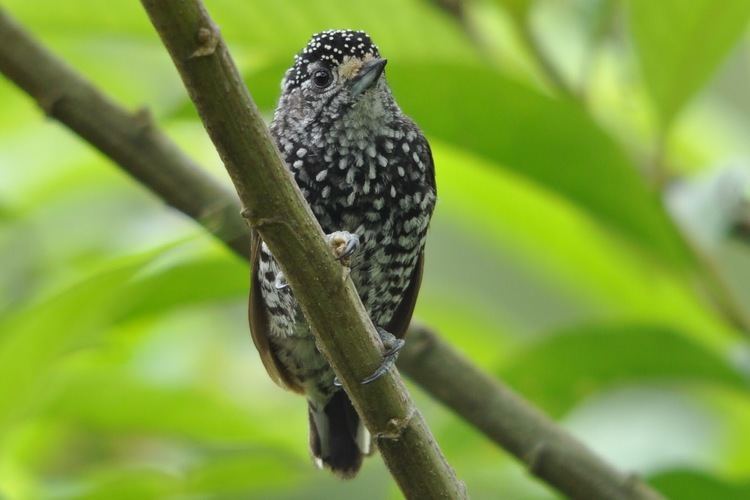Speckle-chested piculet Woodpeckers of the World Picid in Focus Specklechested Piculet