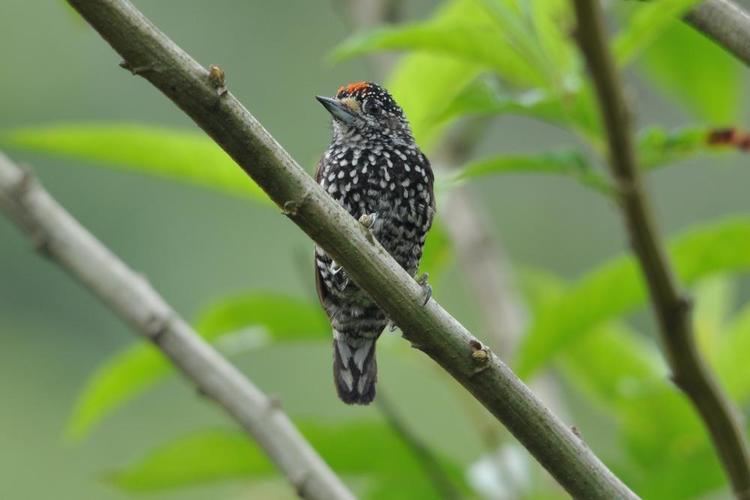Speckle-chested piculet Specklechested Piculet Picumnus steindachneri videos photos and