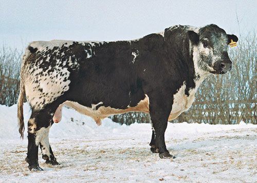 Speckle Park 17 Best images about Speckle Park Cattle on Pinterest Parks