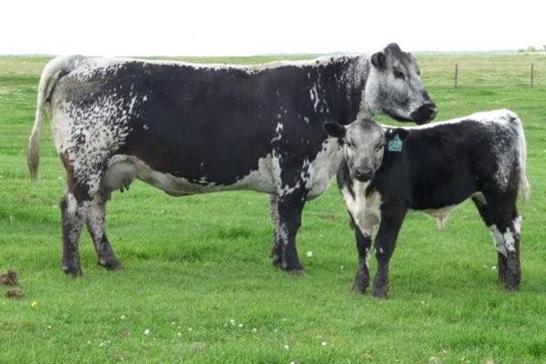 Speckle Park Speckle Park Sire King George 82U Speckle Park Cattle Co