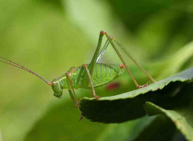 Speckled bush-cricket Speckled Bush Cricket