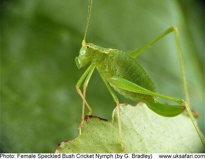 Speckled bush-cricket Speckled Bush Cricket Leptophyes punctatissima UK Safari