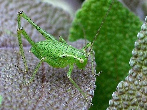Speckled bush-cricket Speckled Bush Cricket Leptophyes punctatissima