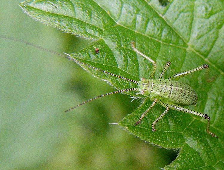 Speckled bush-cricket Speckled Bushcricket Leptophyes punctatissima NatureSpot