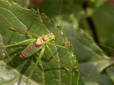 Speckled bush-cricket Speckled Bush Cricket